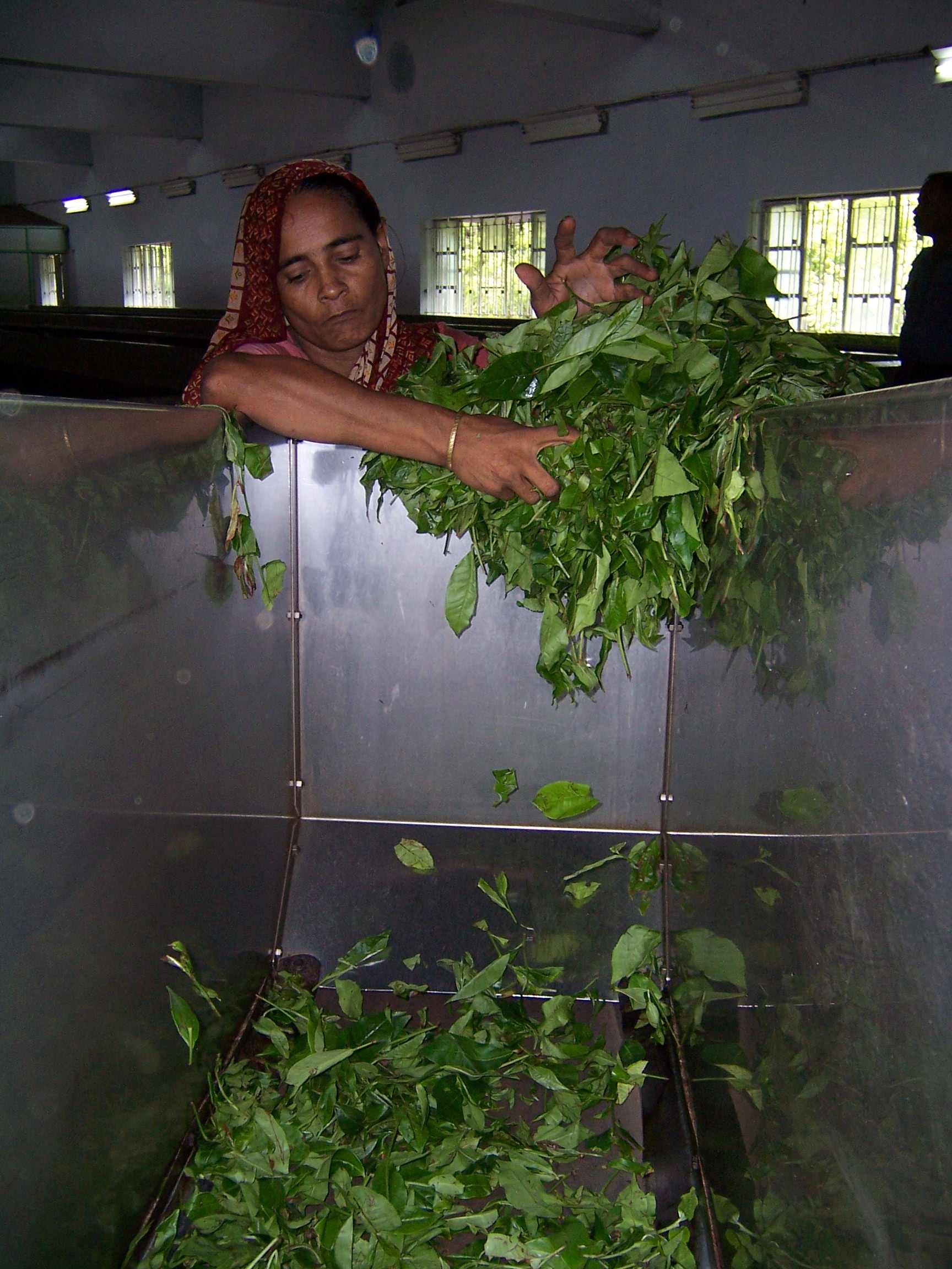 A woman putting tea leaves into a machine