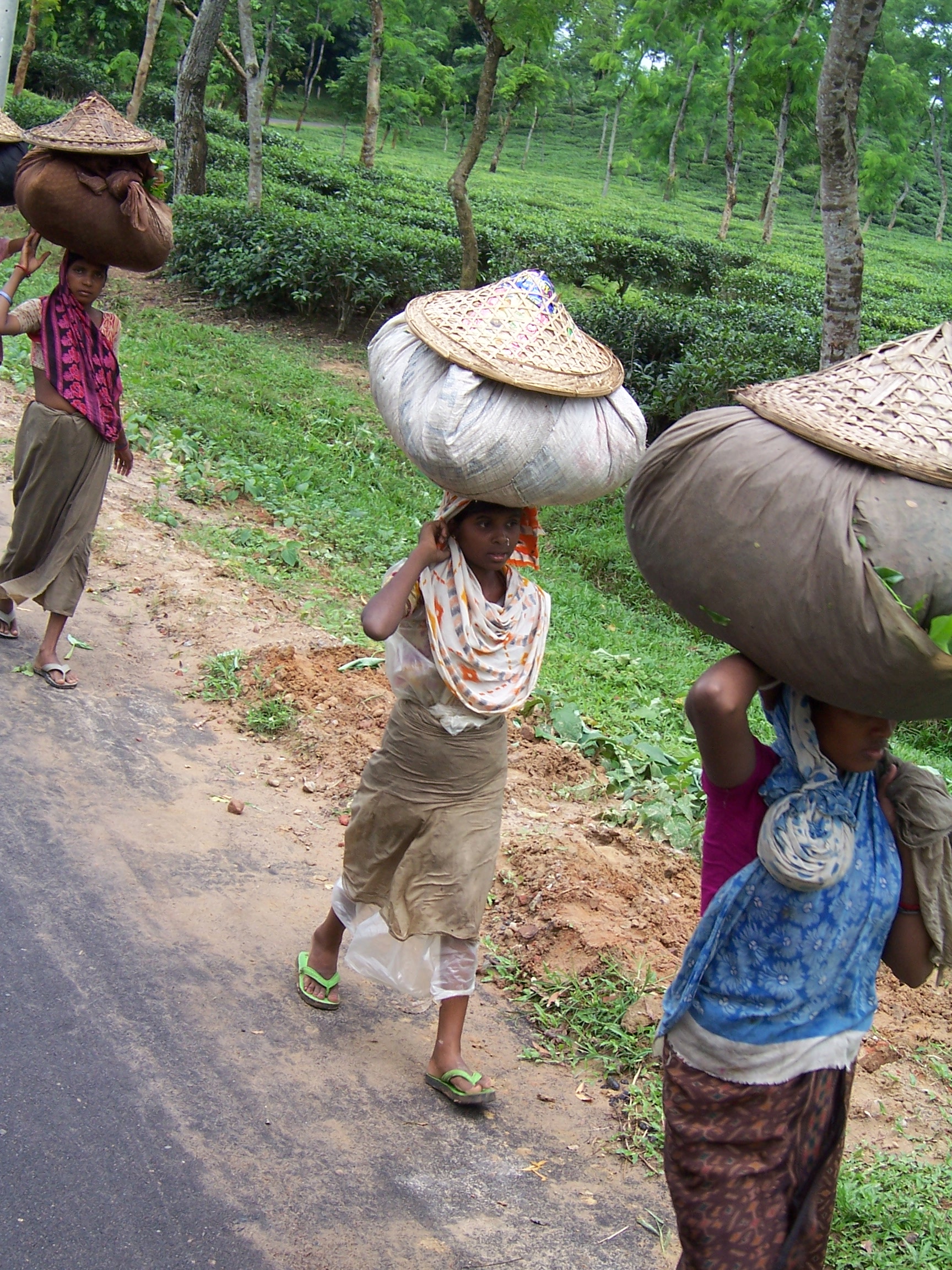 Woman carrying bags of tea leaves on their heads