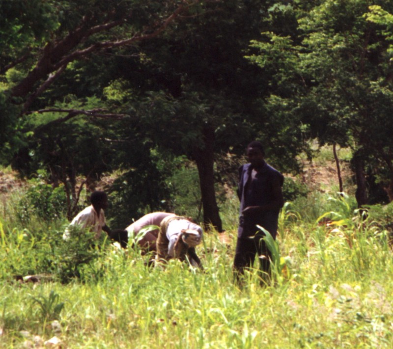 Three people working in an agricultural field 