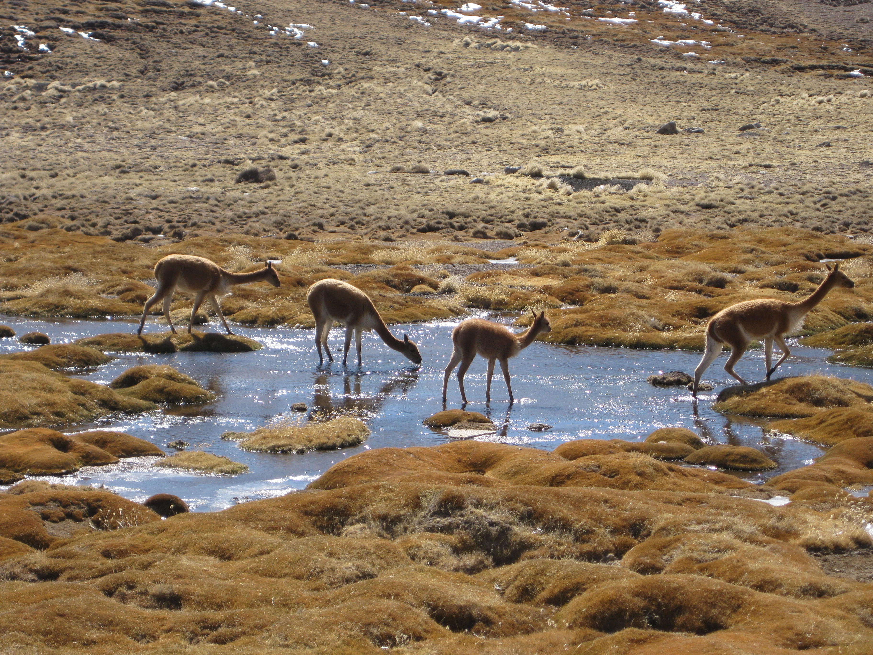 Vicuña drinking from a lake