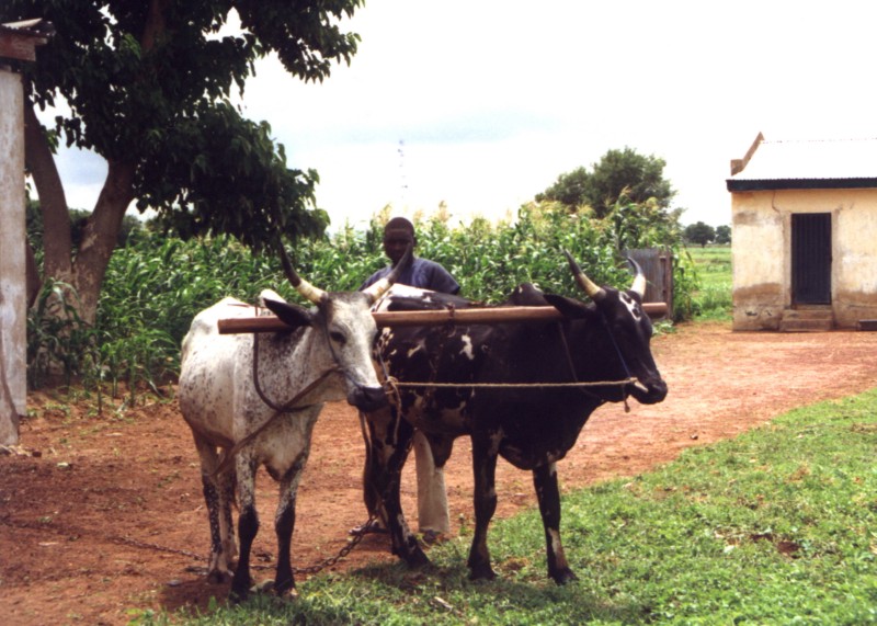 A man with his cattle
