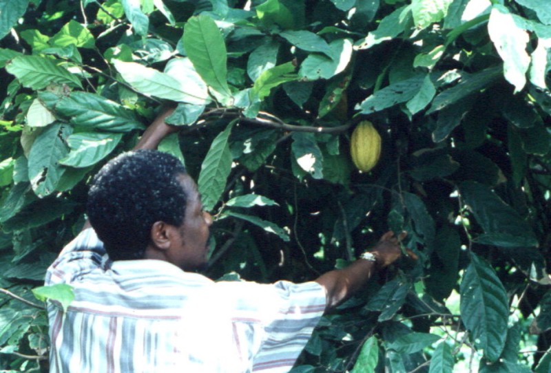 Cacao growing on a tree