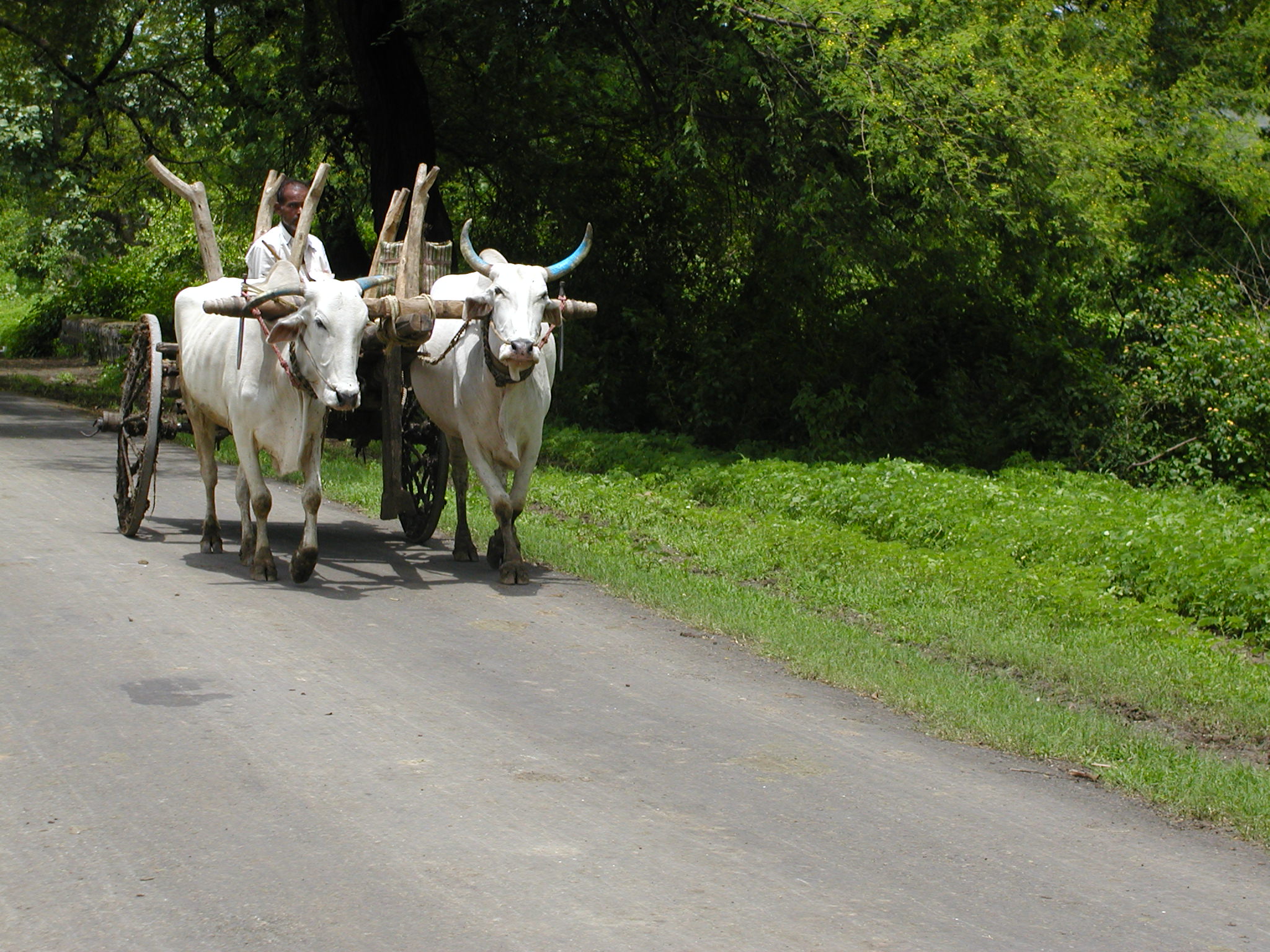 A cattle-drawn cart on the streets near Nagpur 