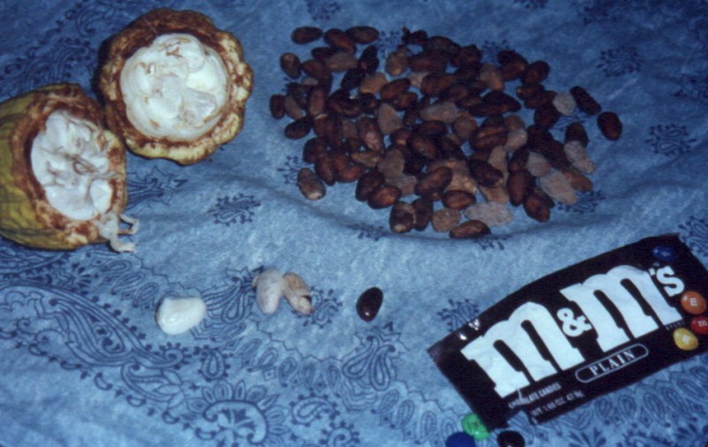 A Cocoa plant, cocoa beans, and chocolate candy