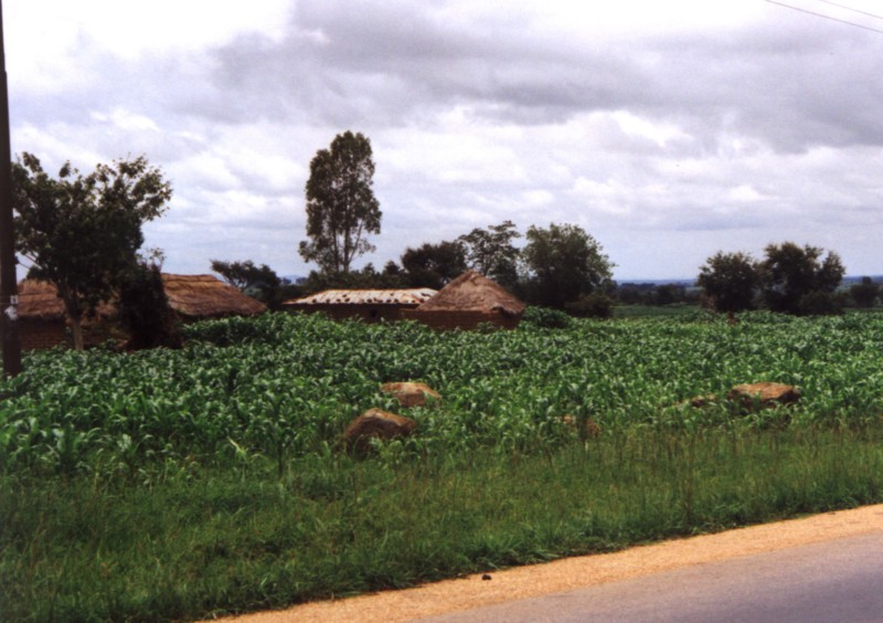 Cornfield in Nigeria