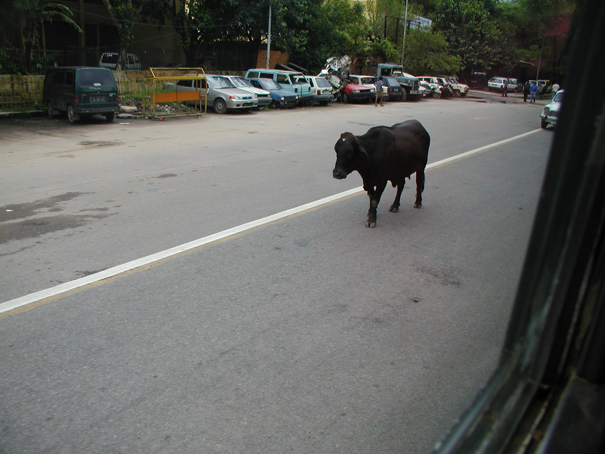 A cow on the street 