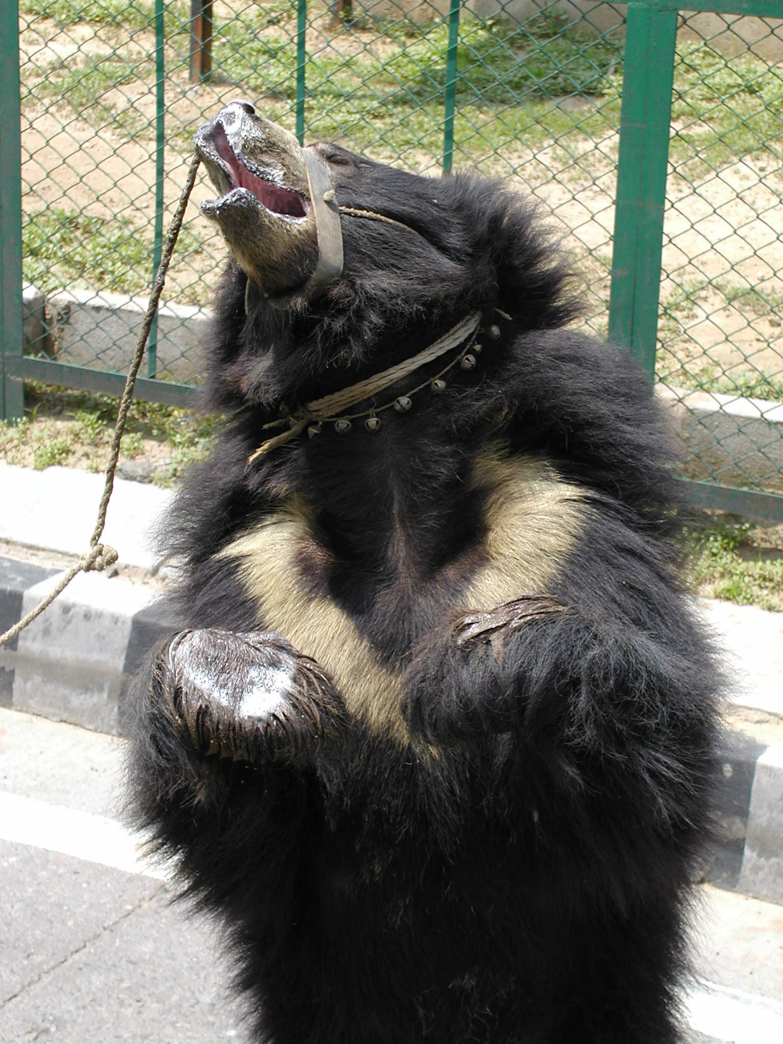 A bear dancing on the street for entertainment 