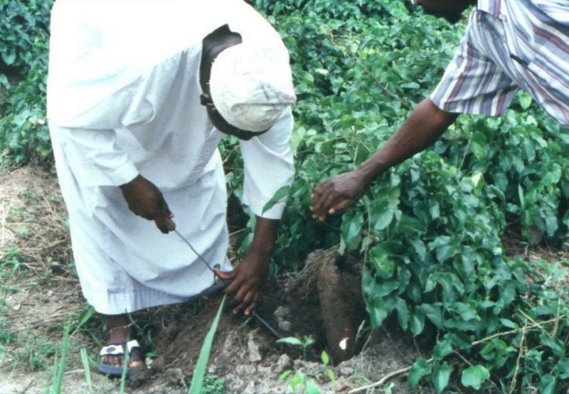 A man digging for yams