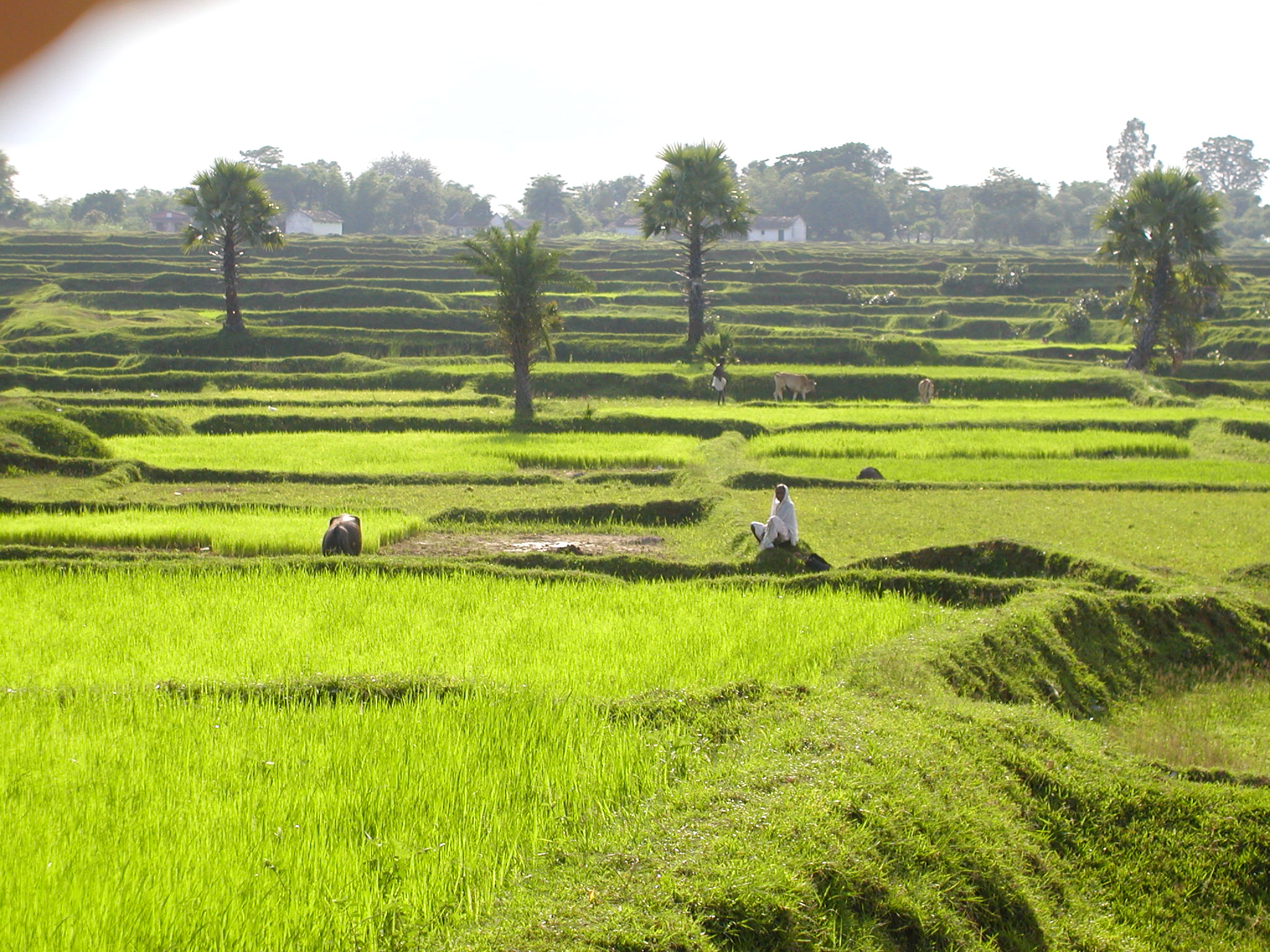 Rice patty fields in Dumka 