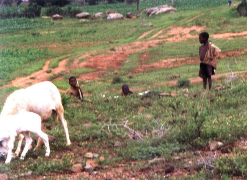 Young boy herding goats