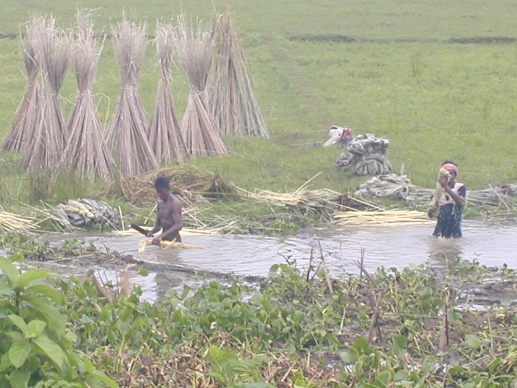 People harvesting Jute outside of Kolkata 