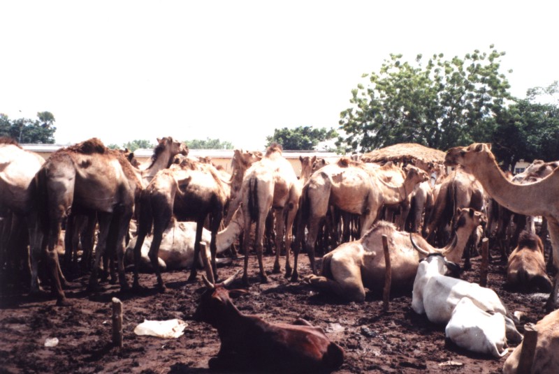 Cattle and camels for sale at a meat market