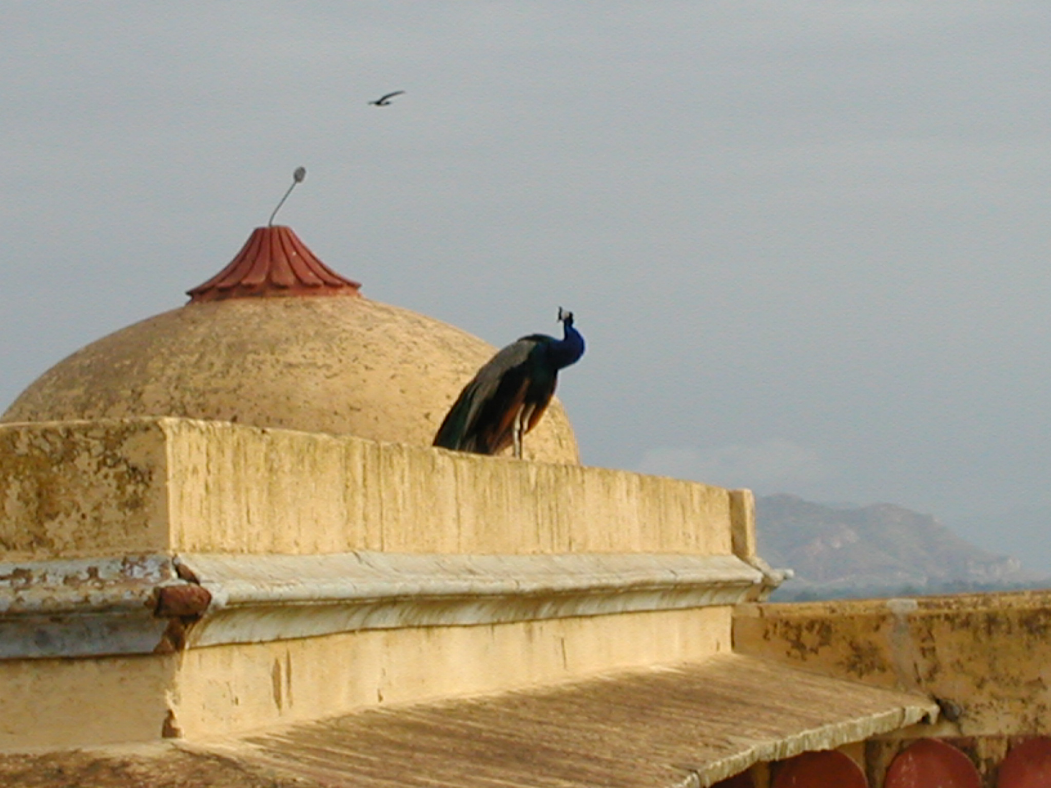 A peacock on the top of a palace 