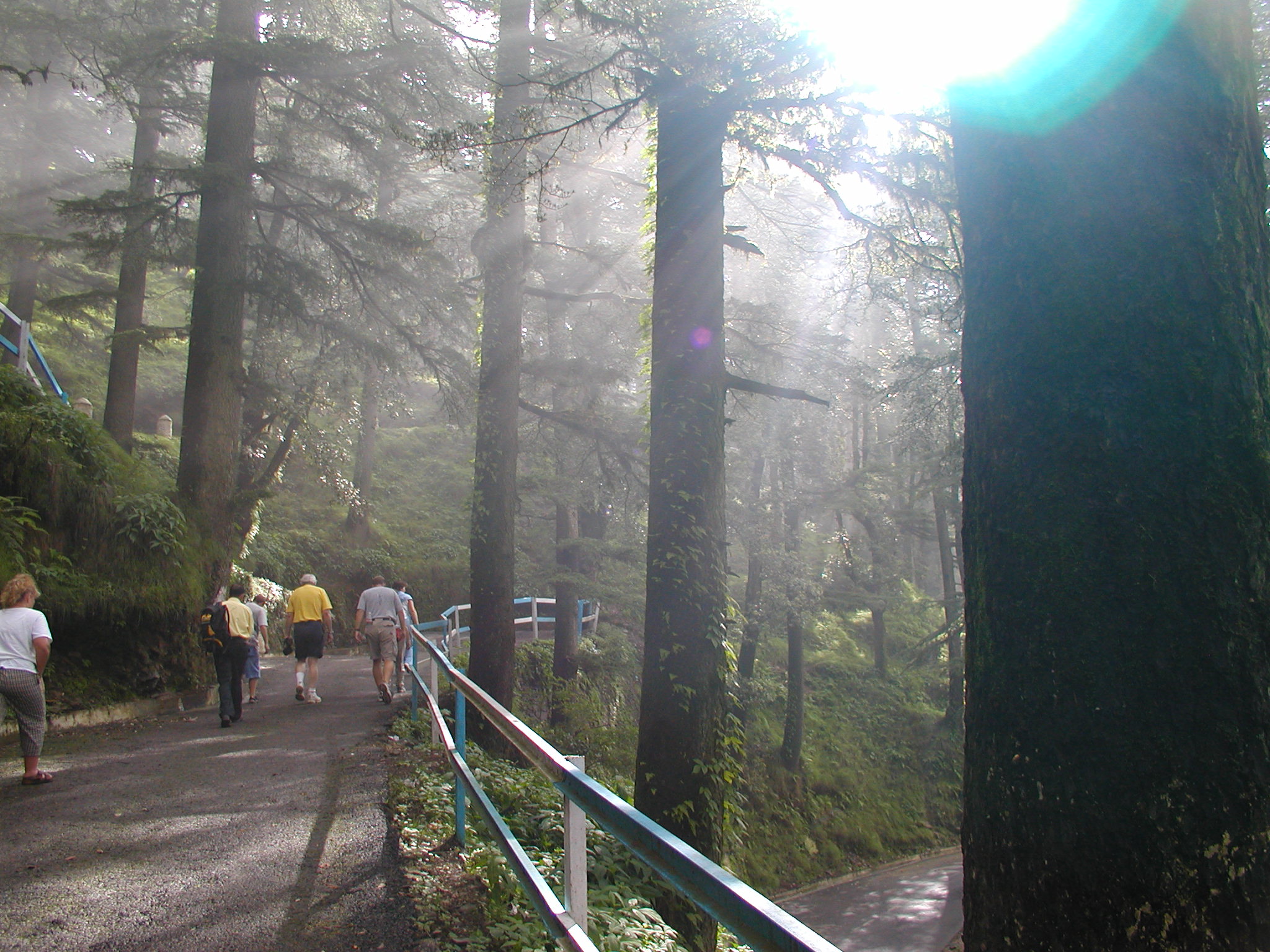 A forest trail in Shimla