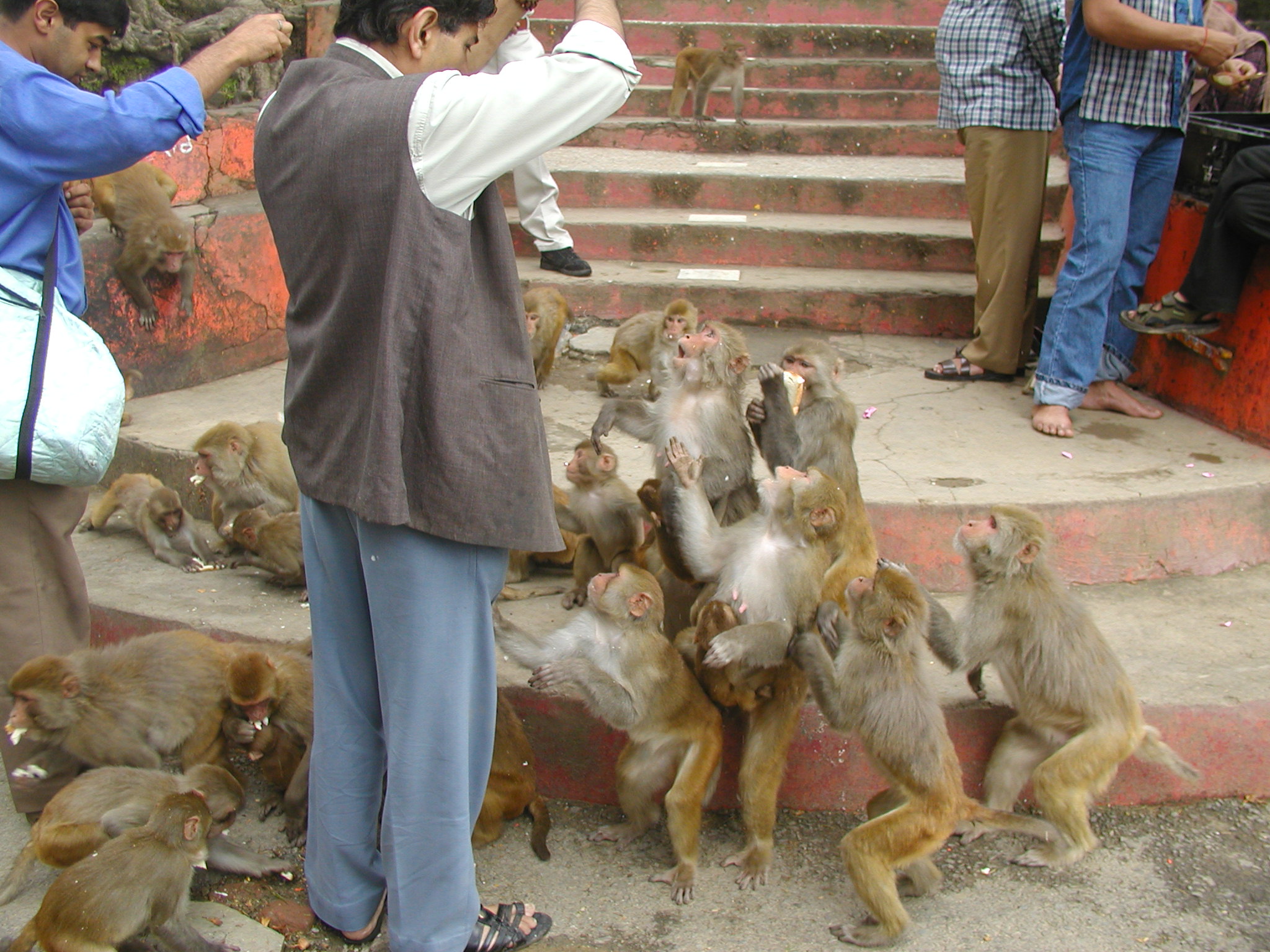 Men feeding monkeys in the forest surrounding Shimla