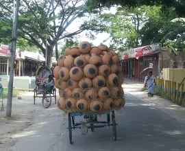 A man transports his gourd crop.