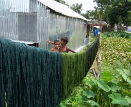 Silk drying soon after being dyed.