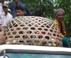 Transporting chickens in a basket.