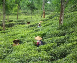 Harvesting tea leaves in Bangladesh.