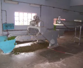 Tea leaves in the process of being manufactured.