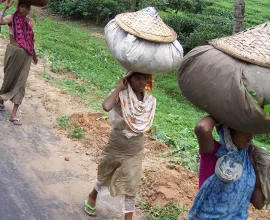 Women bring newly harvested tea leaves to be processed.