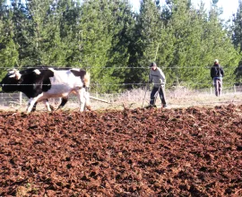 Traditional methods of plowing in central Chile