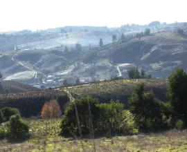 The Coastal Range of central Chile is a major timber producing region, including reforestation of Monterrey Pine for pulpwood and lumber.