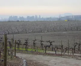 Concha Y Toro Winery in Pirque, Chile, one of the largest wineries in South America