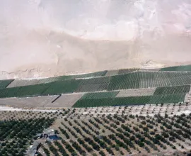 Olive groves in Chile's Azapa Valley near Arica.