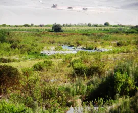 A stark contrast between the irrigated Azapa Valley and adjacent Atacama Desert.