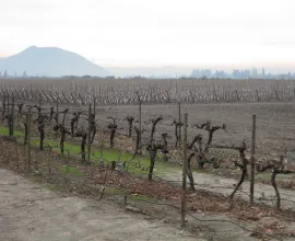 The Concha Y Toro vineyard near Pirque; the largest winery in South America.