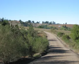 This area is a mixture of pasture, pine and eucalyptus plantations, and vineyards.