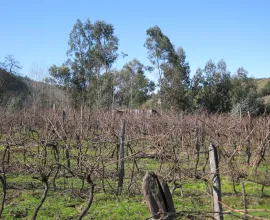 This agro-tourism site included a tradition winery.