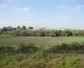 Many Italian immigrants to the La Serena area started some of the original vegetable farms. The Italian-Chilean community is still connected with this occupation both as farmers and wholesalers.