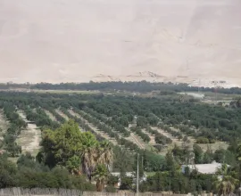 The Azapa Valley olives are famous across Chile.