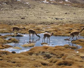 Vicuña are relatives of the llama and alpaca.