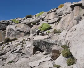 Llareta (mound of green) is an endemic plant that grows in the harsh high-altitude conditions.  Some llareta are over 3,000 years old.