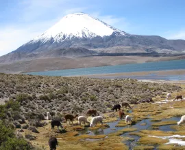 The alpaca belong to local residents, and herds can be identified by different colored yarn tassels on their ears.