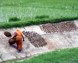 A woman works in the fields.