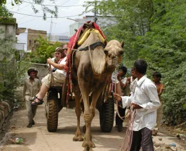 The Iowa educators get a camel ride through the streets.