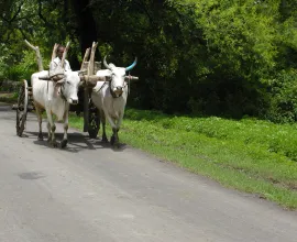 A cattle-drawn cart travels near Nagpur.