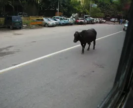 Cows roam the streets in India.