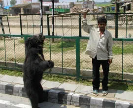 A bear dances as a form of street entertainment.