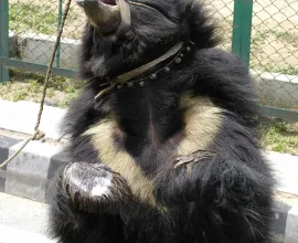 A bear dances as a form of street entertainment.