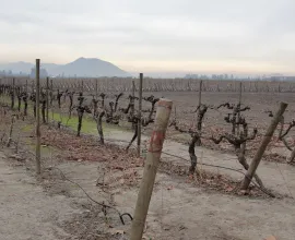 Vineyard in India