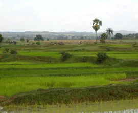 The green landscape around Dumka.