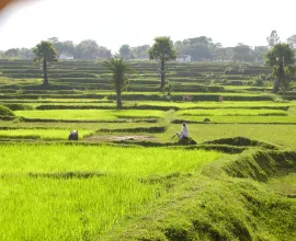 Dumka rice patty fields.