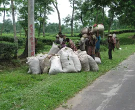 Harvested tea leaves.