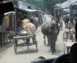 Rural traffic is quite different from urban traffic.