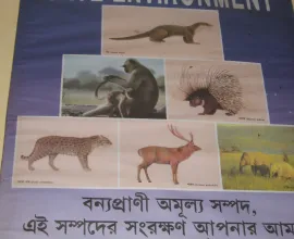 A poster about preserving the wildlife in Bangladesh.